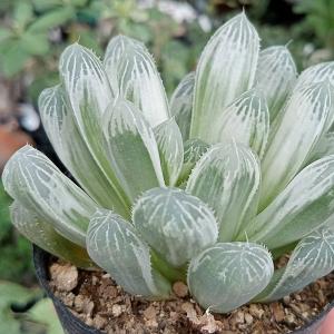 多肉植物：ハオルチア ピリフェラ*S 幅4cm : 遊恵盆栽 Yahoo!店 - 通販