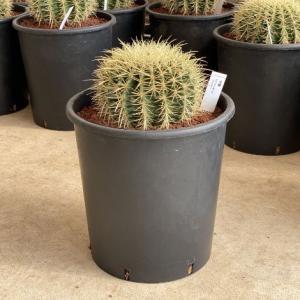 サボテンの王様 金鯱 12号鉢 大型 特大 観葉植物 多肉植物 金シャチ