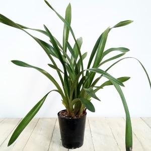 キンリョウヘン 金稜辺 花芽付き 原種系 赤花 花芽2芽 4号ポット苗 令