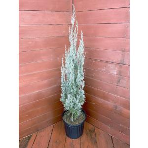 ムーングロー 10号 コニファー 観葉植物 インテリア 鉢植え