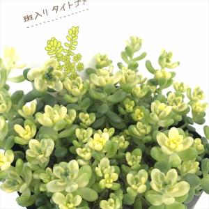 日本花キ流通 多肉植物 caアエオニウム サンデルシー 多肉植物