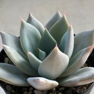 多肉植物 oriエケベリア ザラゴーサspノバ エケベリア 6cmポット