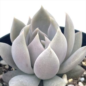 多肉植物 oriミックスベリア No.010 青鬼 おらいさん苗 送料無料