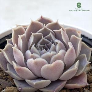 多肉植物 yukエケベリア 木染月 優木園さんの苗 命名株 送料無料