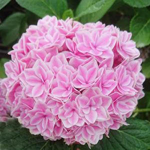 日本花キ流通 予約販売 アジサイ マジカルラプソディ 10.5cmポット