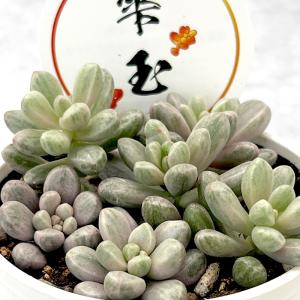 日本花キ流通 多肉植物 caアエオニウム サンデルシー 多肉植物