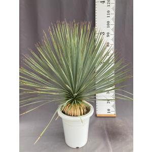 ダシリリオン・ロンギシマム ドライガーデン 10号鉢 送料無料 : 日本