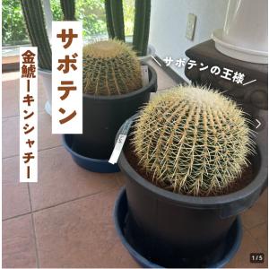 サボテンの王様 金鯱 12号鉢 大型 特大 観葉植物 多肉植物 金シャチ