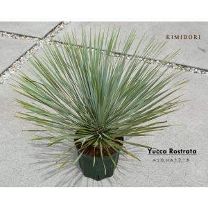 ユッカ・ロストラータ ドライガーデン 10号鉢 送料無料 : 日本ライン