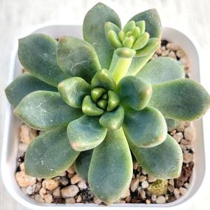 多肉植物 アガベ ミスターリップル 7.5cmポット苗 : ハニーミント