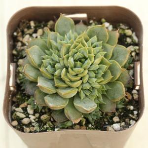 多肉植物 エケベリア 大和錦（パープソルム） 7.5cmポット苗 : ハニー