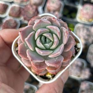 多肉植物 エケベリア プリズム 7.5cmポット苗 : ハニーミント - 通販