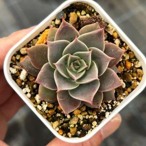 多肉植物 エケベリア ロンギシマ 7.5cmポット苗 : ハニーミント - 通販