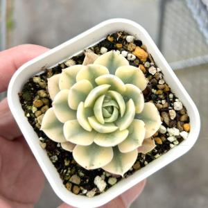 多肉植物 エケベリア レインドロップ錦 7.5cmポット苗 : ハニーミント