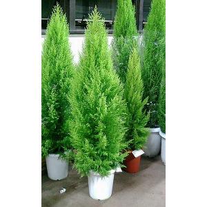 ムーングロー 10号 コニファー 観葉植物 インテリア 鉢植え