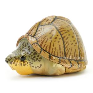 動物の惑星】チュウゴクセマルハコガメ（大陸型）フィギュア