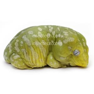 動物の惑星LET'S爬体!】トウブハコガメ フィギュア : インセクテック