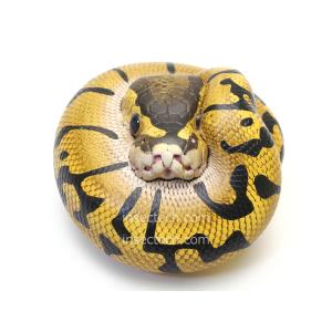 動物の惑星】アミメニシキヘビ フィギュア : インセクテック動物の惑星