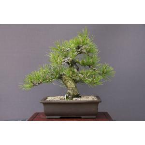 盆栽 『赤松』 和風 インテリア 松 園芸 ガーデニング オブジェ 観葉