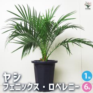 2025年度販売1000本突破! ビッグ ロベヤシ フェニックス・ロベレニー