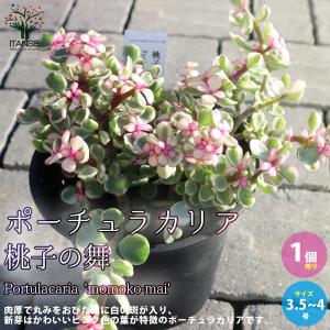 多肉植物 エケベリア アリエル 7.5cmポット苗 : ハニーミント - 通販