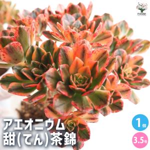 アエオニウム 甜(てん)茶錦 多肉植物 3.5号ポット/お買い得2個セット