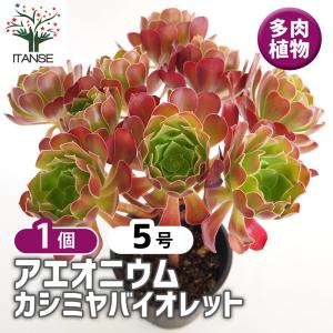 農園直売 多肉植物 アエオニウム属 マイバッハ錦（単） 観葉植物