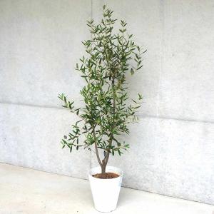 現品発送 オリーブの木 ひなかぜ 8号 樹高1.5m-1.8m(根鉢含む