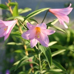 礼文アツモリソウ 花1芽株 : 岩崎園芸ネットストア Yahoo店 - 通販