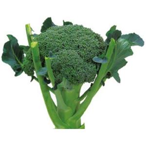 SK9-099 ブロッコリー種子 2000粒 【野菜種子】【サカタのタネ