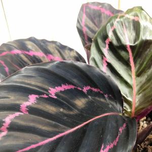 観葉植物 アロカシア ハートバルーン(ベイビー) 3号ロングポット(現品