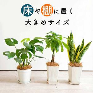 観葉植物：パキラ ミルキーウェイ*斑入り 5号プラポット : 遊恵盆栽