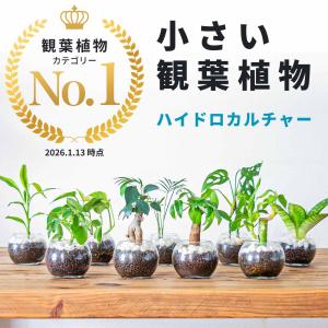 現品】アンスリウム・フーケリー 10号 黒鉢（1） : 花のアリマツ Yahoo