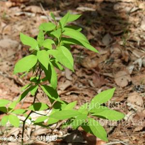 5ポット)クロモジ 9〜10.5cmポット苗5ポットセット 樹高10〜20cm