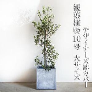 オリーブ オリーブの木 観葉植物 10号 大型 キューブ型 高級鉢カバー付