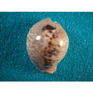 クロハラダカラ : 貝殻ストア - 通販 - Yahoo!ショッピング