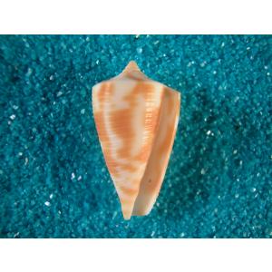 トウガタアネモネイモガイ : 貝殻ストア - 通販 - Yahoo!ショッピング