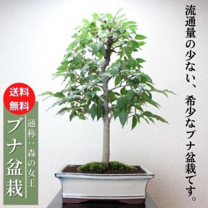 イワシデ盆栽 岩四手 いわしで 岩しで 小品盆栽 bonsai 送料無料