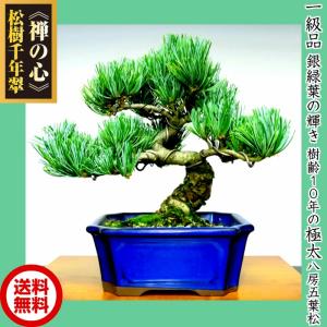 盆栽 松 錦松 樹齢13年 渾身の傑作 極太幹の「夢錦」 : 和心盆栽