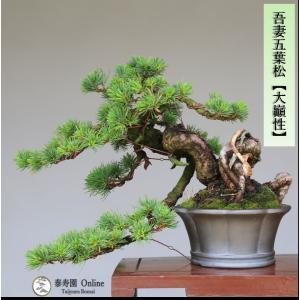 盆栽 吾妻五葉松『大巓性』小品盆栽 根上り樹形 【泰寿園 Online
