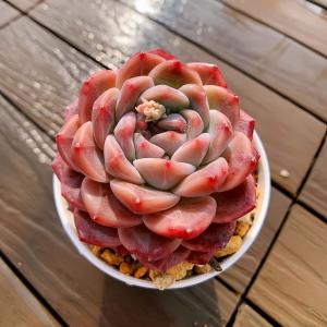 農園直売 多肉植物 寄せ植え アエオニウム属 朝霞錦（単） 美苗 抜き苗