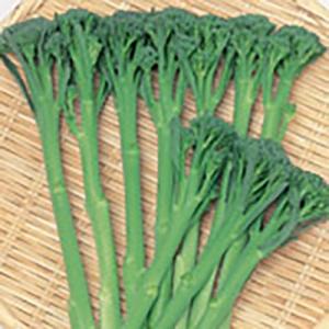野菜の種/種子 スティックセニョール・茎ブロッコリー ペレット5000粒