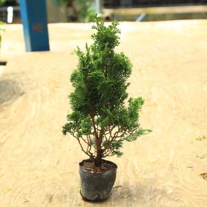 苗・盆栽苗：石化桧 *せっかひのき/セッカヒノキ : 遊恵盆栽 Yahoo!店