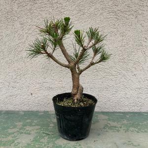 苗：オトコヨウゾメ*おとこようぞめ : 遊恵盆栽 Yahoo!店 - 通販