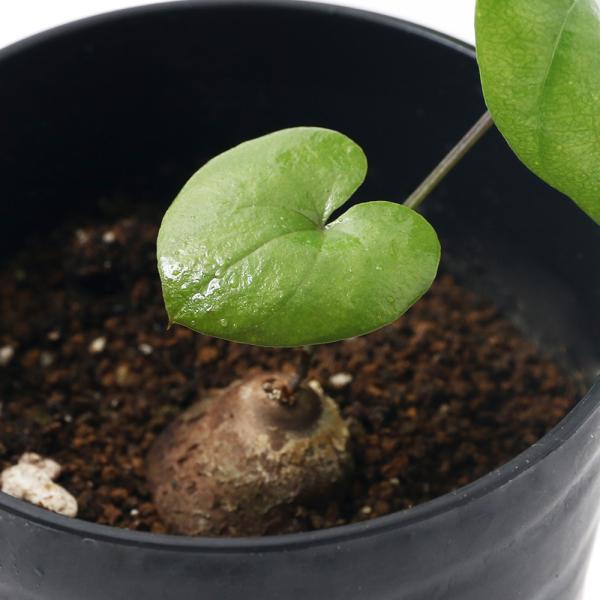 観葉植物 コーデックス 亀甲竜」の人気商品一覧 | 安い商品を通販