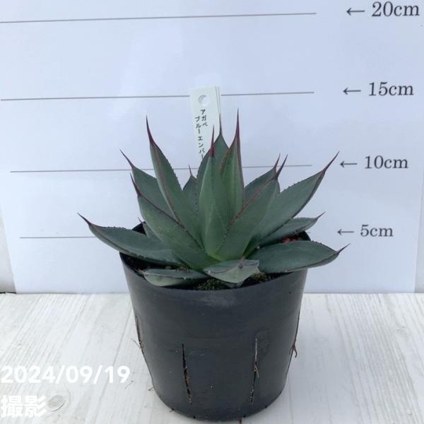 アガベ 3.5号 ブルーエンバー Blue Ember｜観葉01-D1 : 赤塚植物園