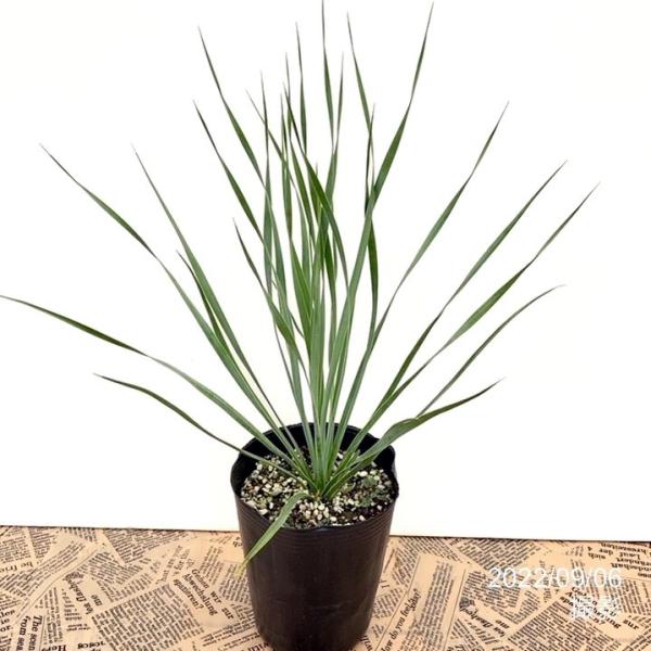 ユッカ 4号 ロストラータ サファイアスカイズ（Yucca rostrata