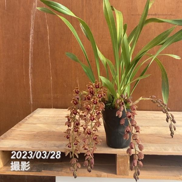まもなく開花〜開花 花芽4個以上＞ミスマフェット 4号（赤花系種