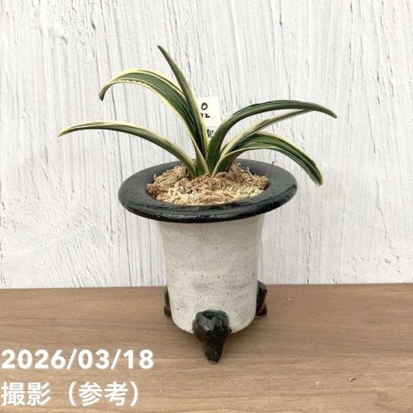 現品お届け】豊明園 万年青 オモト 聖源 陶器鉢（O32）｜観葉10-TU