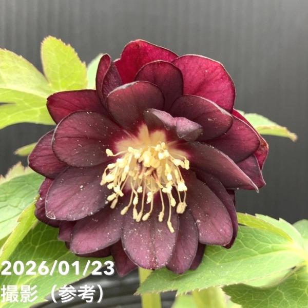 お買い得一点物咲き進み株】加藤農園 クリスマスローズ チョコレート